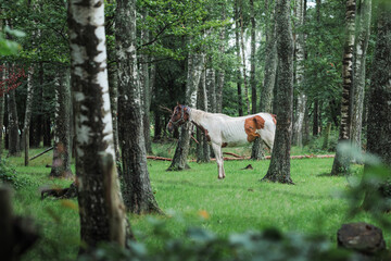 A beautiful white-and-brown horse among the birch trees. Vibrant greenery. Beautiful nature. Poland.