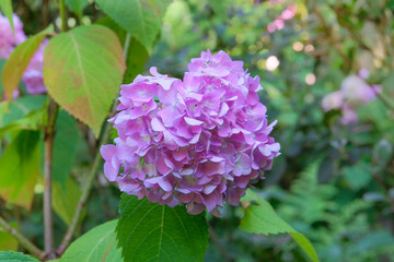 Flowers is grown as garden plants. Hydrangea is growing in cottage garden. Pink Hydrangea grows in park.