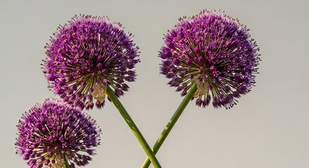 Three beautiful purple allium flowers with spherical heads and crossed green stems are isolated against a soft, neutral background in a minimalist botanical composition