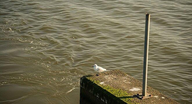 A solitary white seagull perches on a moss-covered concrete pier overlooking the calm, rippling water of the sea during a beautiful golden hour sunset