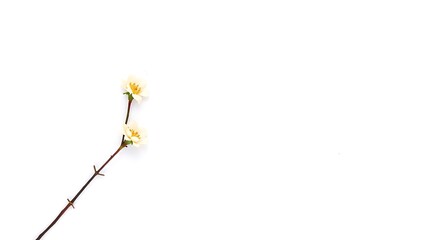 Minimal Christmas Card & Banner Designs with Copyspace