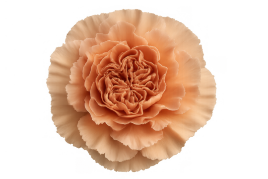 Peach carnation flower blooming, symbolizing love, fascination, and distinction, isolated on transparent background