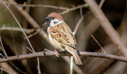 female house sparrow
