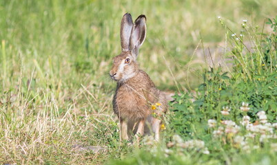 rabbit in the grass