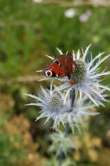 peacock butterfly on Eryngium flower