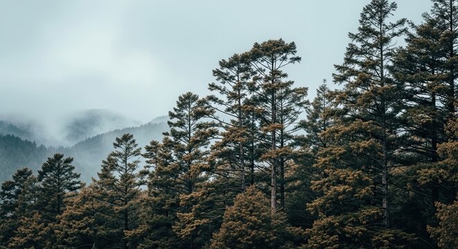 Serene natural scenery featuring tall coniferous trees in a mountain forest with thick fog rolling through the hills in the background under an overcast sky - Powered by Adobe