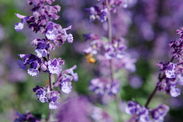 Bright purple flowers with delicate white accents bloom in a garden, attracting bees as they gather nectar under a clear blue sky. The scene is vibrant and full of life