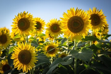 Obraz premium Capture the essence of summer with radiant sunflowers basking under the sun's warm glow. Ideal for conveying happiness, growth, and natural beauty in your projects.