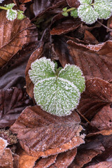 Frozen green leafes on forest ground