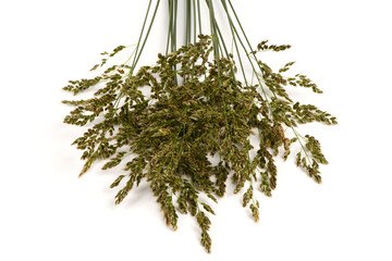 Meadow bluegrass on a pale background. A spikelet with seeds of a perennial cereal plant. The most valuable grass plant.