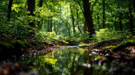 Obraz premium Mystical Dense Green Forest with a Sparkling Stream Winding Through Sunlit Undergrowth 
