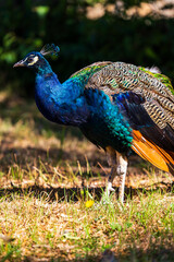 Obraz premium Peacock in the gardens of the Saint-Tropez citadel
