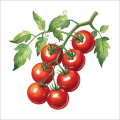 Watercolor Cherry Tomato Cluster Illustration on White Background
