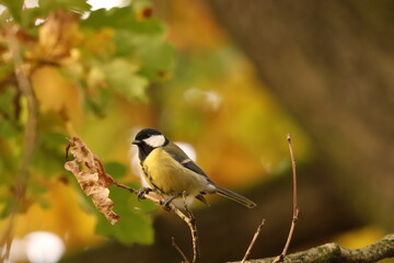 A vibrant Great Tit (Parus major) perched on a branch against a beautiful, soft yellow and golden autumn bokeh background. This intelligent bird can mimic others