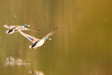 A flock of Mallard ducks (Anas platyrhynchos) flying low over a pond. The blue 'speculum' feather is visible on their wings.