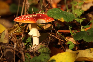A classic red Fly Agaric (Amanita muscaria) toadstool, illuminated by sunlight on a leafy autumn forest floor.