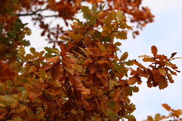 A beautiful closeup of oak tree branches with vibrant orange, brown, and green leaves against an overcast sky.
