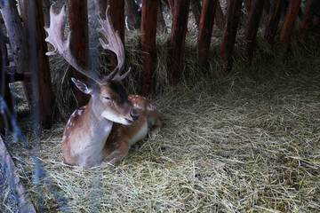 A spotted deer in an enclosure chews dry grass