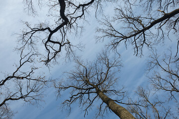 tree silhouettes on blue sky background