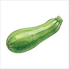 Watercolor Zucchini Vegetable Illustration on White Background
