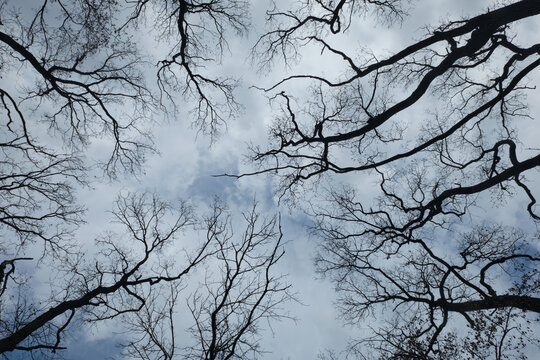 tree silhouettes on blue sky background