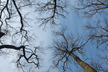tree silhouettes on blue sky background