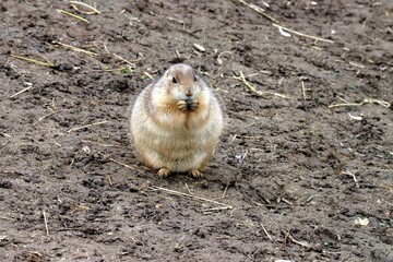 chien de prairie
