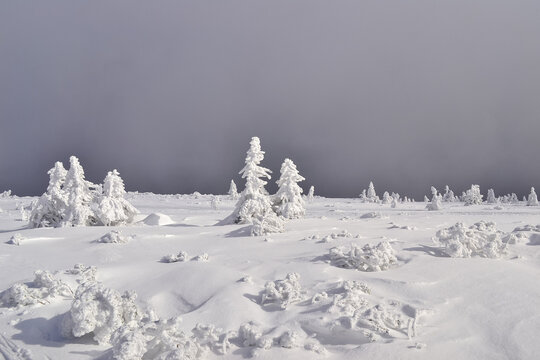 Snow-covered trees on the summit of Pilsko mountain, Beskidy, Poland
