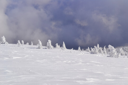 Snow-covered trees on the summit of Pilsko mountain, Beskidy, Poland
