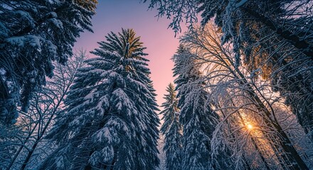 A serene low-angle view of majestic snow-covered evergreen trees in a tranquil winter forest against a beautiful pink and blue twilight sky with a warm sunburst