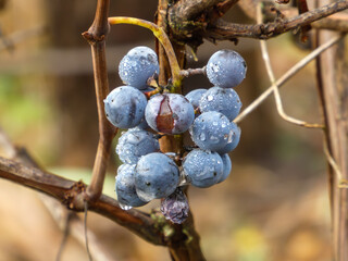 Wild Blue Grapes Cluster with Raindrops Closeup