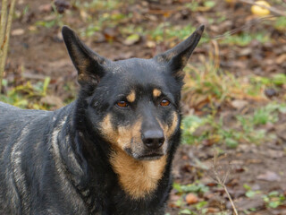 Attentive Black and Tan Working Dog Portrait