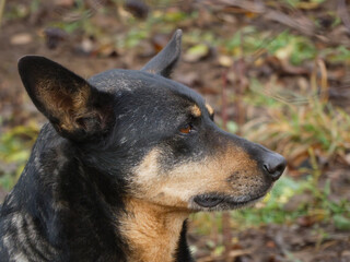 Profile View of Black and Tan Dog Head