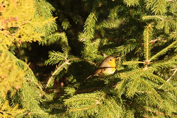 A beautiful European Robin (Erithacus rubecula) perches inside a dense, green fir tree, illuminated by warm sunlight. This popular garden bird is known for its bright orange breast.