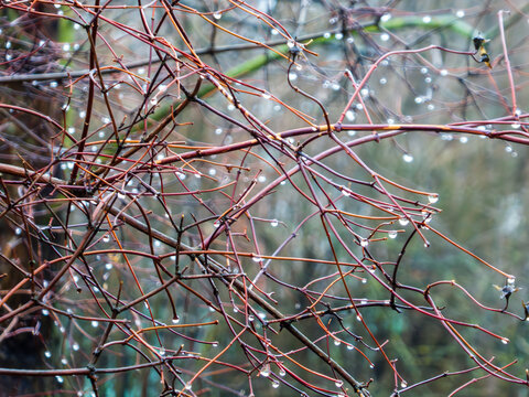 Raindrops Clinging to Bare Winter Branches Closeup