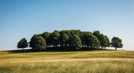 Idyllic rural scenery with a cluster of green leafy trees on a sunlit grassy knoll against a minimalist background of a perfectly clear blue summer sky