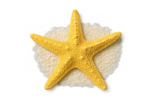 Yellow sea star resting on beach sand, top view of marine life concept with transparent background