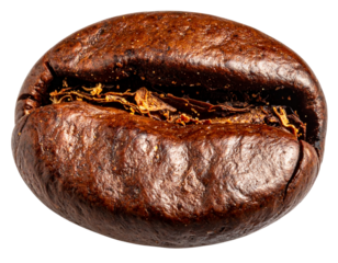 Macro photograph of a single roasted coffee bean with a dark brown color
