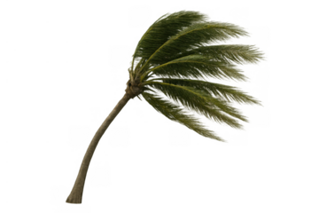 Palm tree bending from strong wind, green fronds blowing during tropical storm, weather, hurricane, nature concept