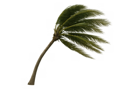 Palm tree bending from strong wind, green fronds blowing during tropical storm, weather, hurricane, nature concept