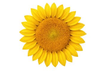 Fototapeta premium Sunflower head showing vibrant yellow petals and a textured center, symbolizing summer, growth, and nature's beauty on a transparent background