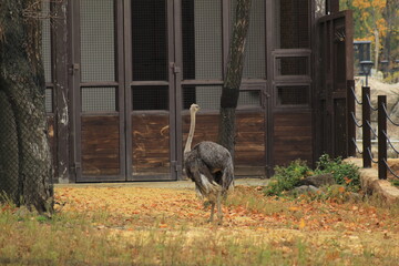 Free Ostriches in Nature European Wildlife Scene