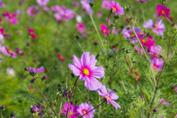 Obraz premium コスモス畑