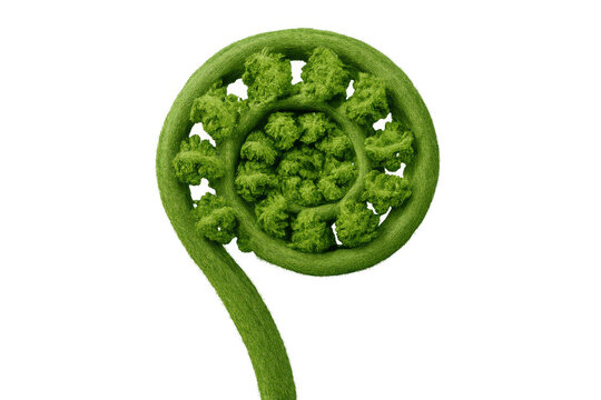 Green fiddlehead fern unfurling, showing circinate vernation, symbol of new life, growth, and natural cycles on transparent background