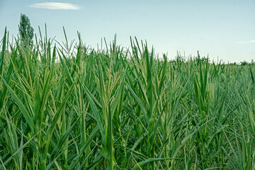 Lush green corn stalks stand tall and dense in a vast agricultural field under a bright summer sky. Symbolizing abundant growth and sustainable farming practices. Ideal for environmental concepts.
