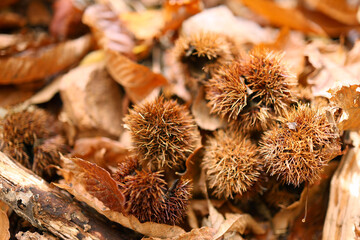 森に落ちている栗の実の殻