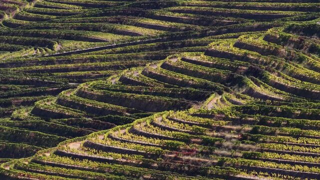 Douro valley vineyards covering the slopes of the mountains
