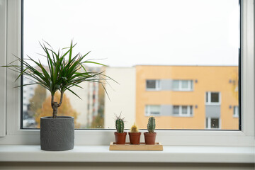 Cozy windowsill with a potted plant and small cacti, creating a calm indoor–outdoor moment with...