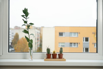 Minimal windowsill scene with a single green stem in glass and small cacti, evoking a fresh, airy home atmosphere.