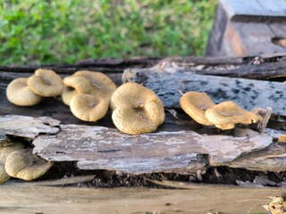 Mushrooms growing on old logs